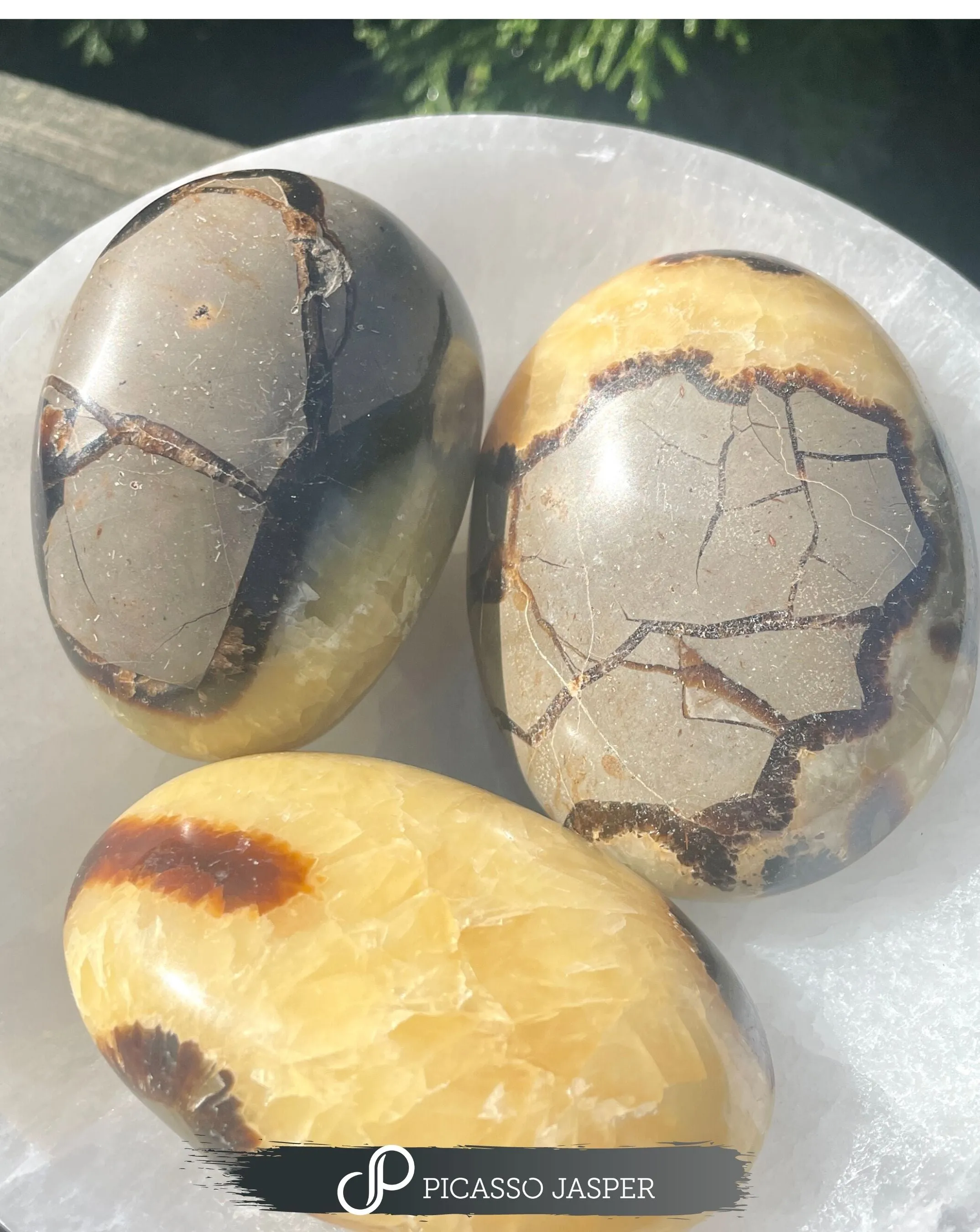 Septarian Palm Stone: Communication, Awakening, Grounding